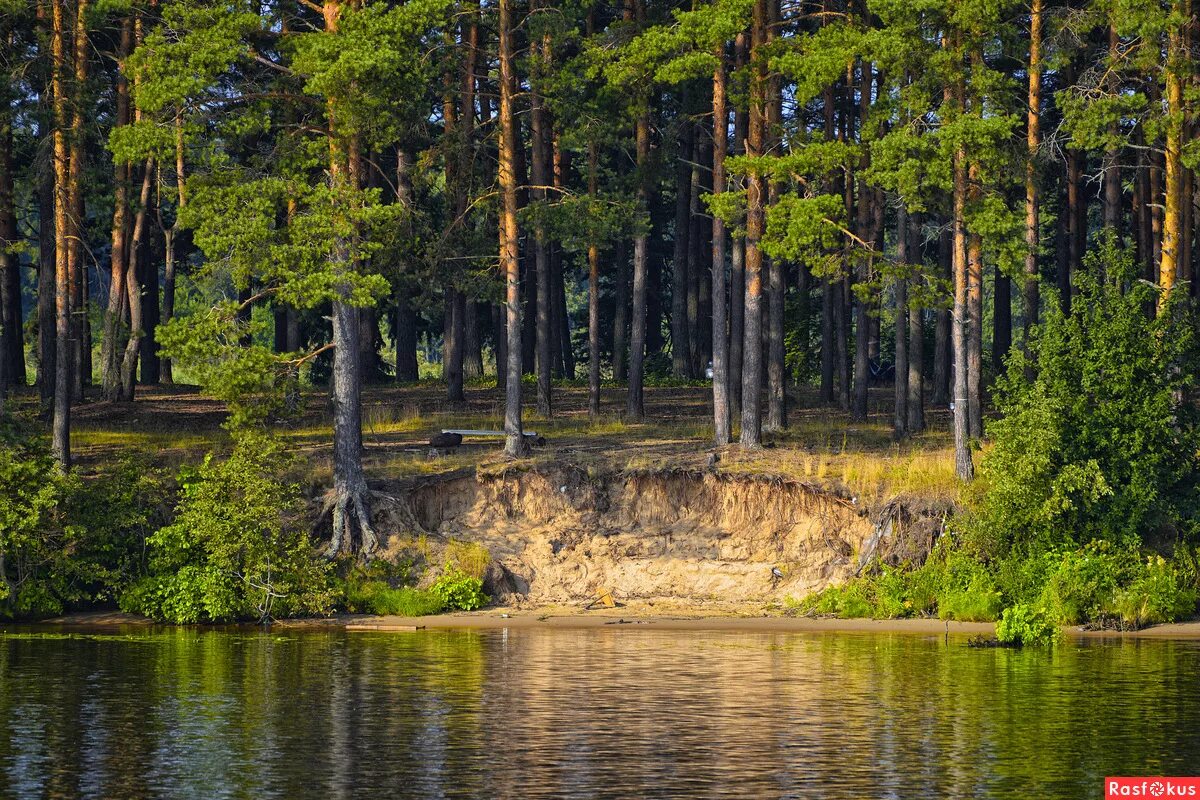 минеральная вода сосновый бор костанай. лес сосновый бор марий эл. вода сосновый бор. питьевая вода сибирский бор. сосновый бор вода.