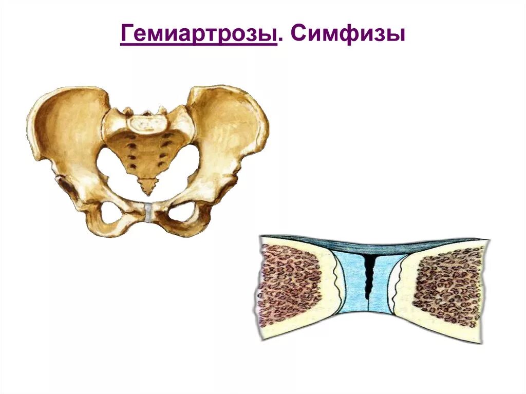 Полусуставы симфизы. Симфизы соединения костей. Гемиартрозы симфизы. Лонный симфиз анатомия.