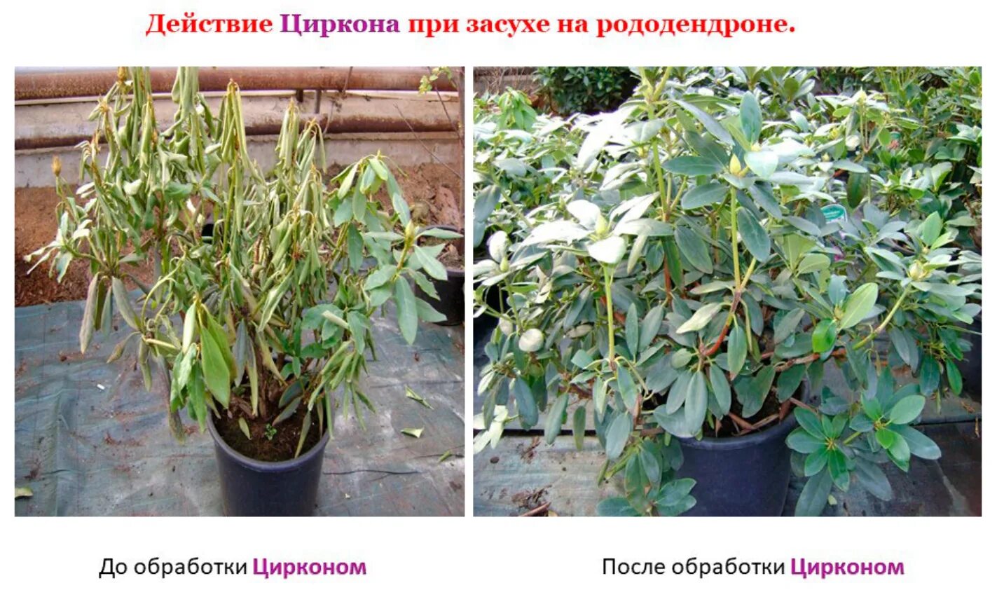 Полив розы цирконом