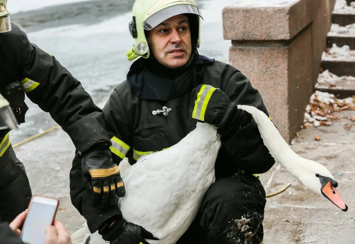 Спасение. МЧС России спасение животных. МЧС спасает животных. Птица спасатель.