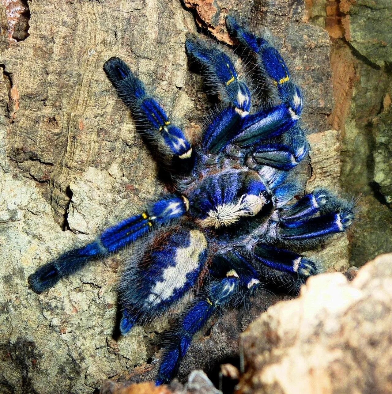 Сколько стоит тарантул. Паук птицеед Poecilotheria. Птицеед Poecilotheria Metallica. Пецилотерия металлика. Пицелотерия металлика.