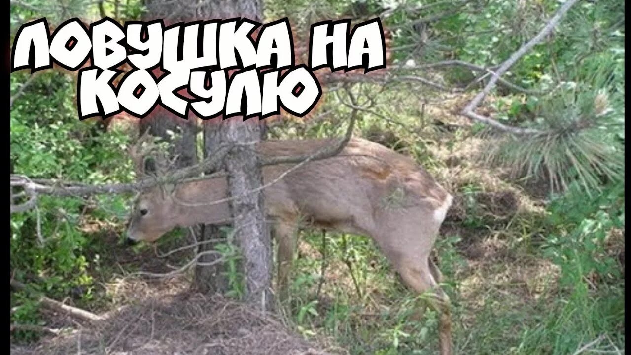 Amazing Wild Animals Attacks - Tiger vs Big Cats Deadliest Fights lion Tiger Jag