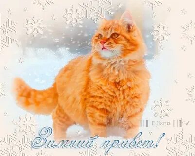 Открытки с рыжим котом