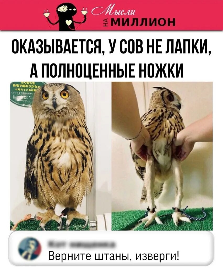 А я думала сова мем. Совы умеют сидеть скрестив ножки. сова в штанишках. сова в штанах. сова сидит на попе.