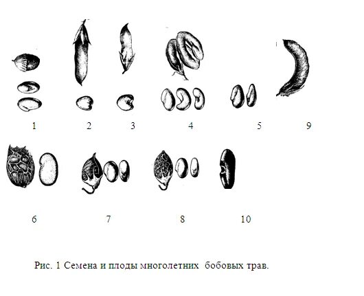 Как отличить семена люцерны от семян донника. Различия семян люцерны и клевера. Как отличить семена люцерны от клевера. Семена бобовых трав.