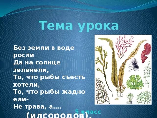 Тема водоросли 7 класс тест. Тема водоросли 7 класс тест