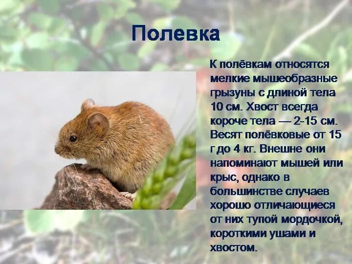 Полевка сообщение 4 класс окружающий мир. Мышь полевка доклад. мышь полевка 4 класс окружающий. рассказ о полевке. доклад про полевку.