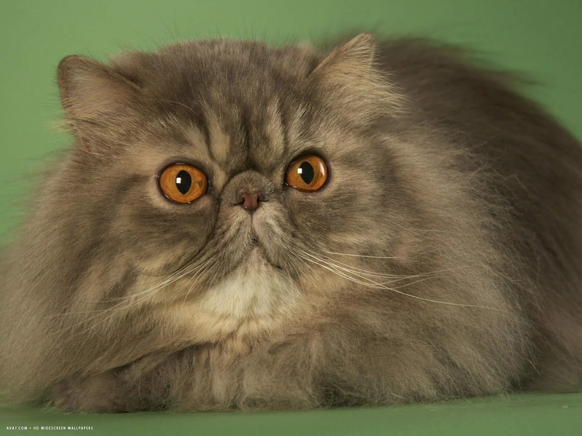 Метовые персы. Персидская длинношерстная кошка. Персидский экзот длинношерстный. Персидская длинношерстная шиншилла. Персидская вислоухая кошка.