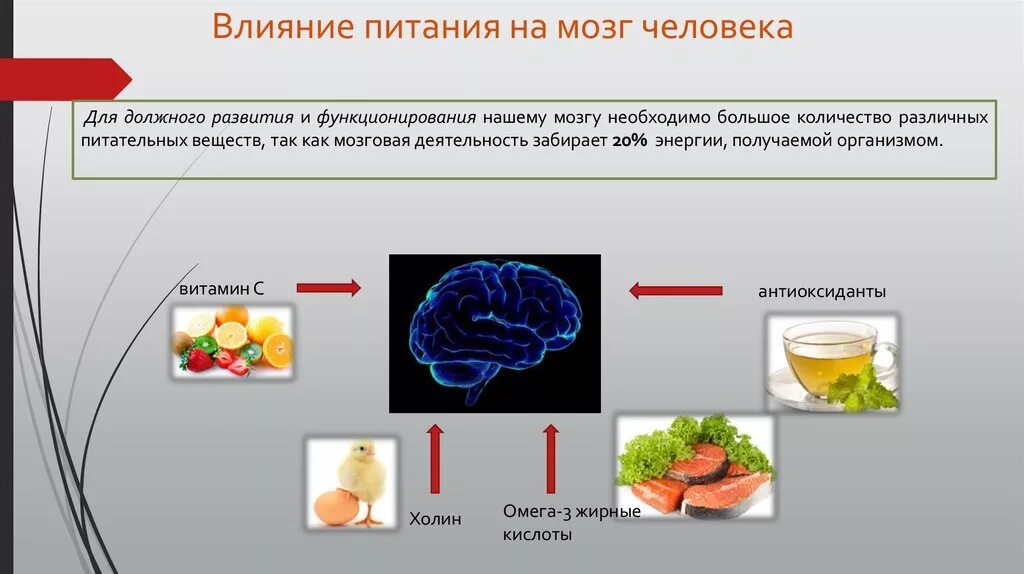 Факторы влияющие на мозг. Влияние пищи на мозг. Питание для мозга. Питание для мозга и нервной системы. Питание головного мозга.