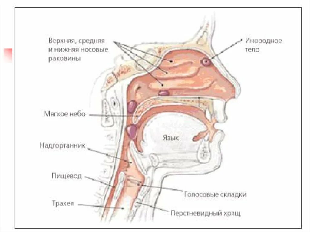 Строение детского горла. Инородное тело носа и глотки.