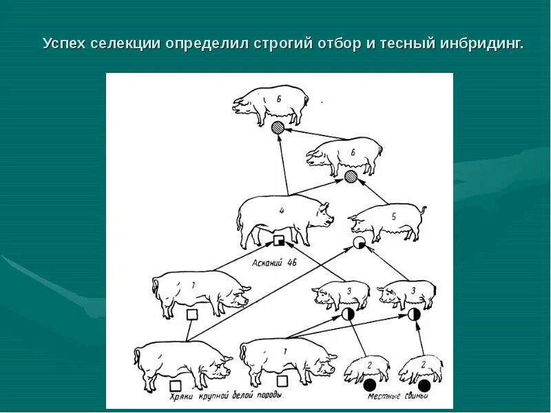 Селекция презентация 10 класс. Инбридинг и аутбридинг в селекции животных. Инбридинг аутбридинг гетерозис. Селекция рисунок. Селекция животных примеры.