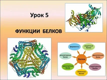 Функции белка ферментативная двигательная