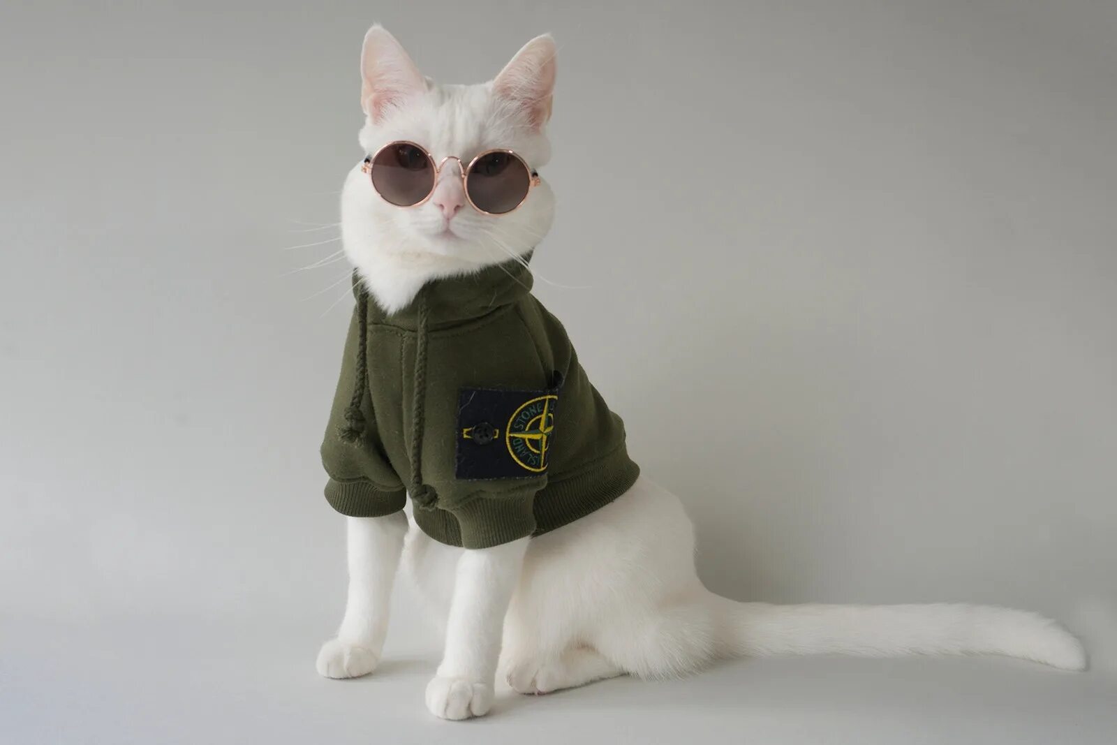 Котик мод. Котик стон айленд. кошка с стон исланд. кот в шапке стон айленд. кошка в stone island.