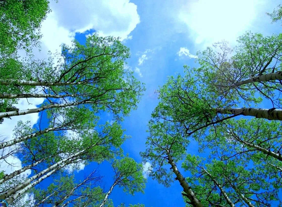 Тополя тучи. Небо в москве весной. Дерево под ветром. Небо ветки тополя весна. Одинокая береза.