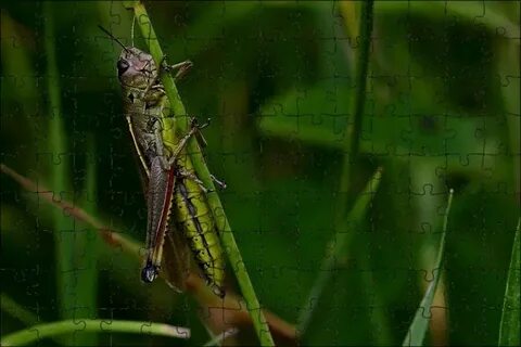 В ухе как будто кузнечики стрекочут