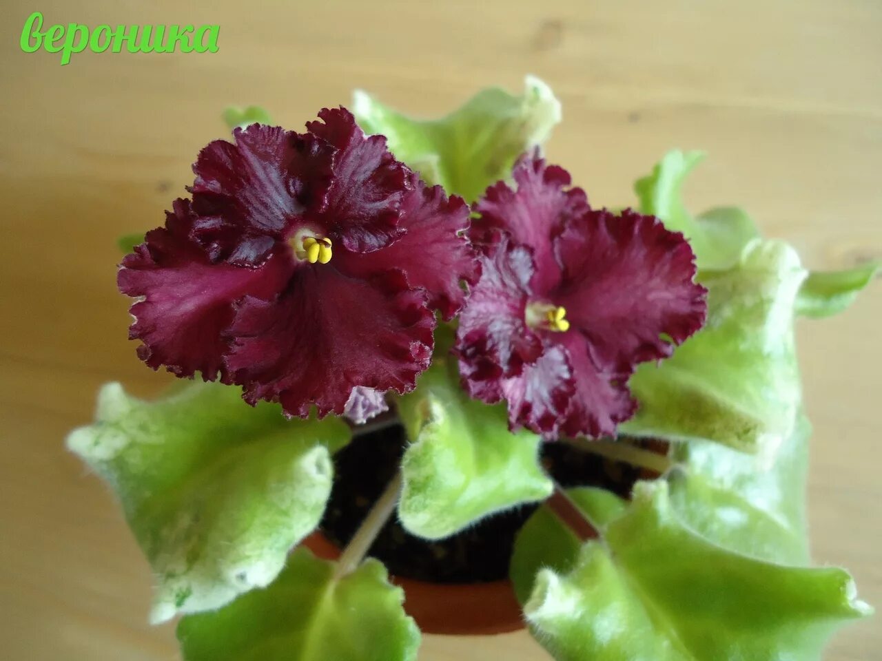 Ле шелковые кружева. Ле шелковые кружева фиалка. Фиалка ле шелковое кружево. Лебецкая). Фиалка шелковое.