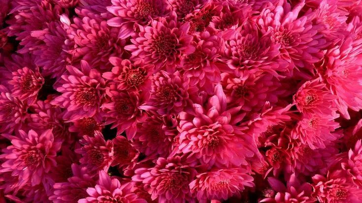 very true... Flower wallpaper, Flower backgrounds, Violet flower