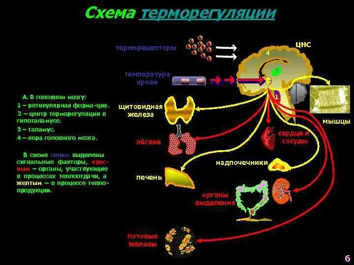 Где располагаются центры терморегуляции. Терморецепторы и центры терморегуляции. Центры терморегуляции в ЦНС. Центры регуляции температуры. Терморецепторы гипоталамуса.