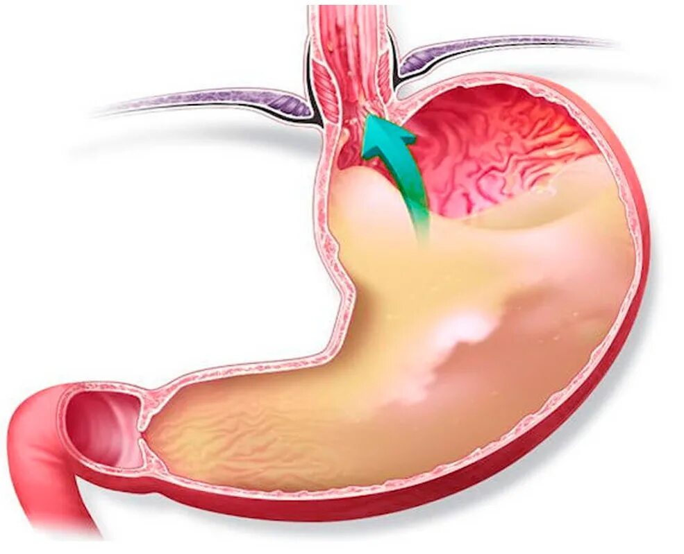 Пищевод строение и функции. Желудок рисунок. Всасывание питательных веществ в жкт. Пищевод соки. Стенки пищевода.