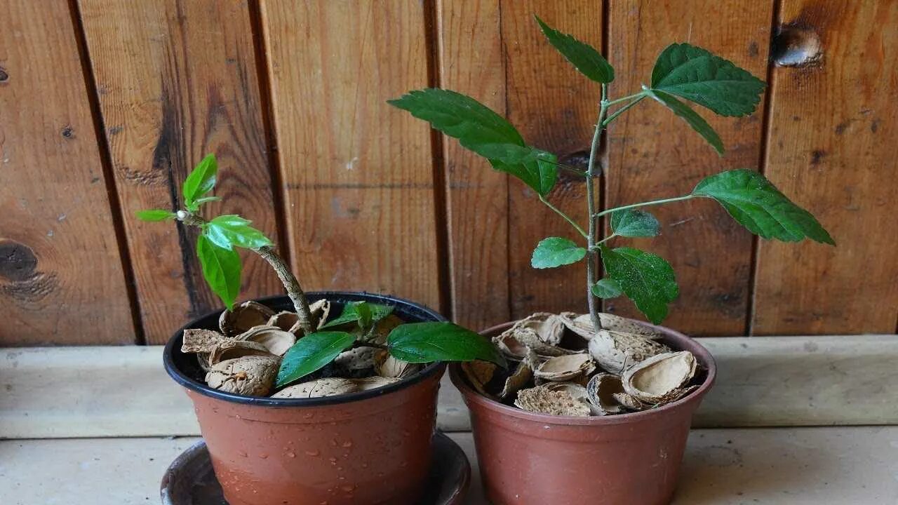 Черенкуем гибискус. Гибискус комнатный. Гибискус сирийский ростки. Черенкуем гибискус. Как размножается китайская.