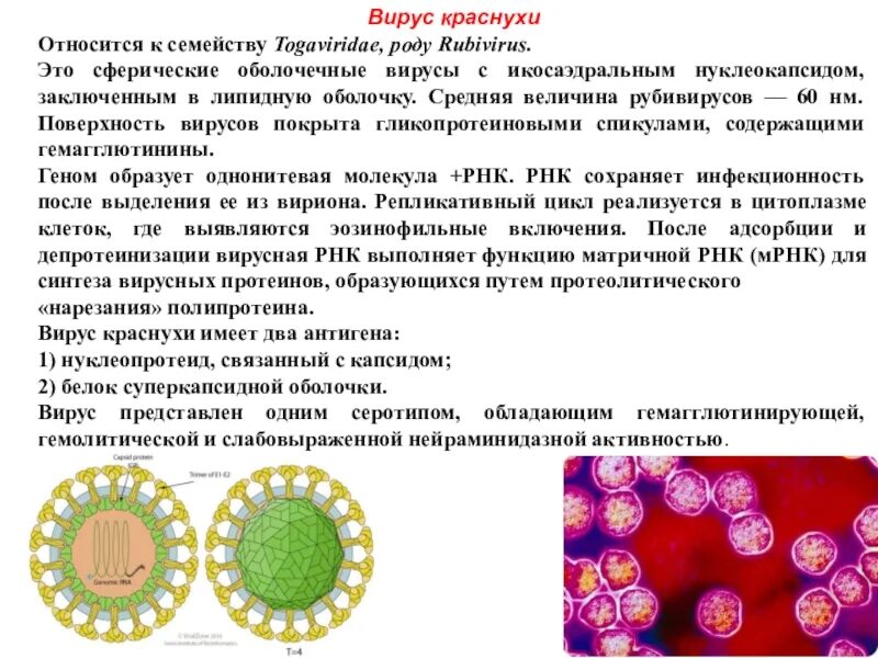 Вирус краснухи относится. Репродукция вируса краснухи схема. Строение вируса краснухи. Возбудитель краснухи микробиология. Вирус краснухи микробиология морфология.