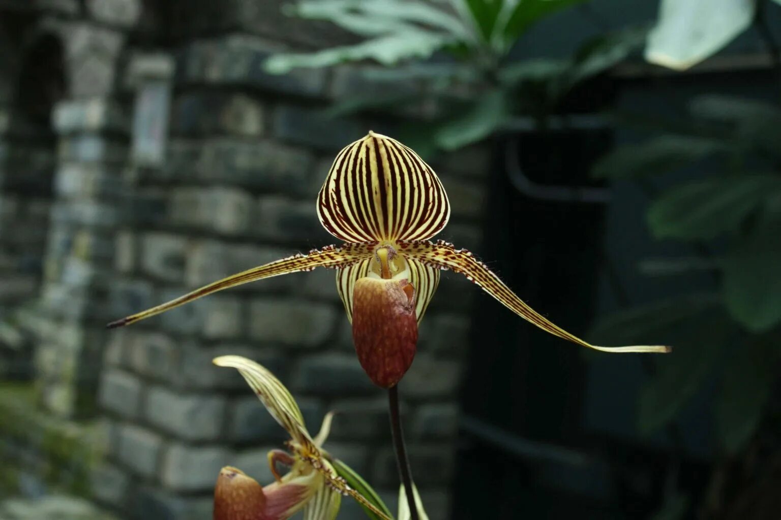 Пафиопедилум Ротшильда. Орхидея Ротшильда Paphiopedilum. Пафиопедилум Дракула. Кинабалу Орхидея. Золото кинабалу
