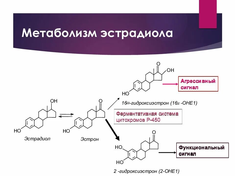 Синтез половых гормонов ароматаза. Эстрогены влияние на обмен веществ. Молекулы-метаболиты синтеза эстрадиола. Обмена эстрогенов. Обмена эстрогенов.