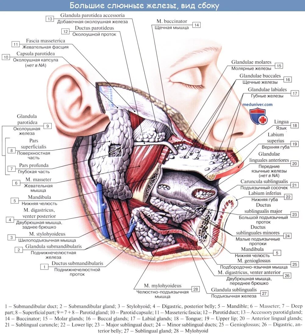 Проток околоушной слюнной железы латынь. Строение протока слюнной железы. Околоушная слюнная железа анатомия латынь. Строение околоушной слюнной железы и протока. Околоушная железа где