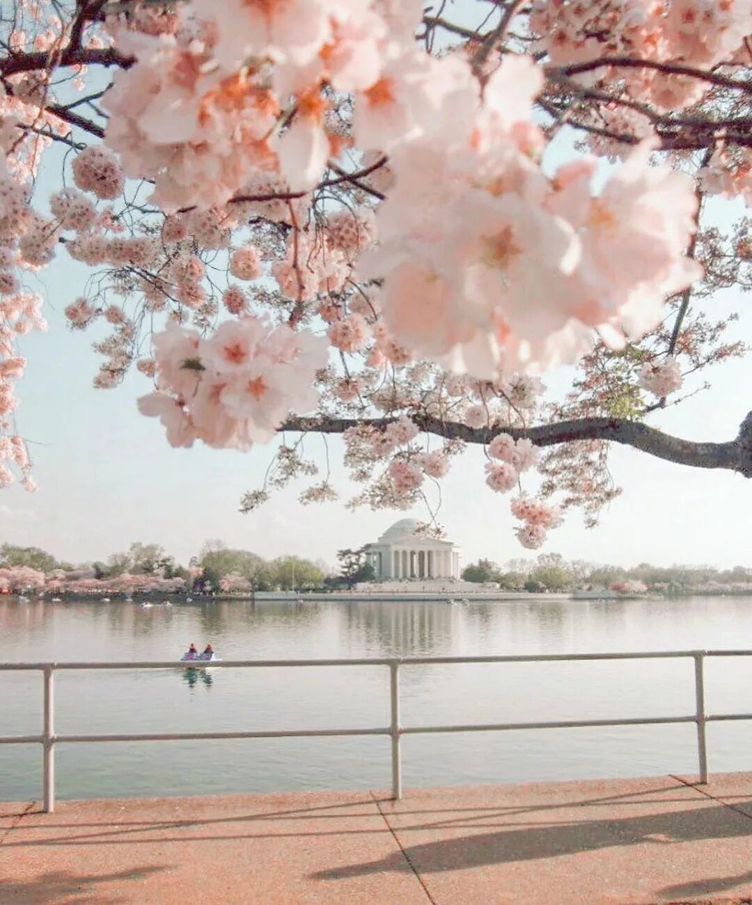 Сакура бассейн. National Cherry Blossom Festival. Черри блоссом. Сакура в Царицыно. Сакура утро.