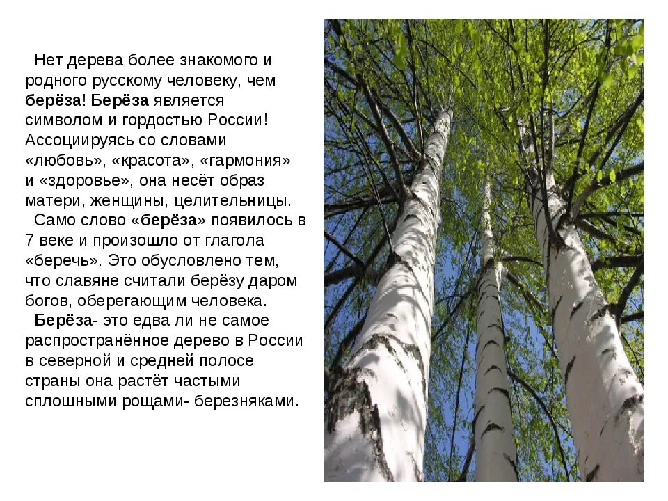 Береза. Интересное про березу. Береза является символом России. Про русскую березу.