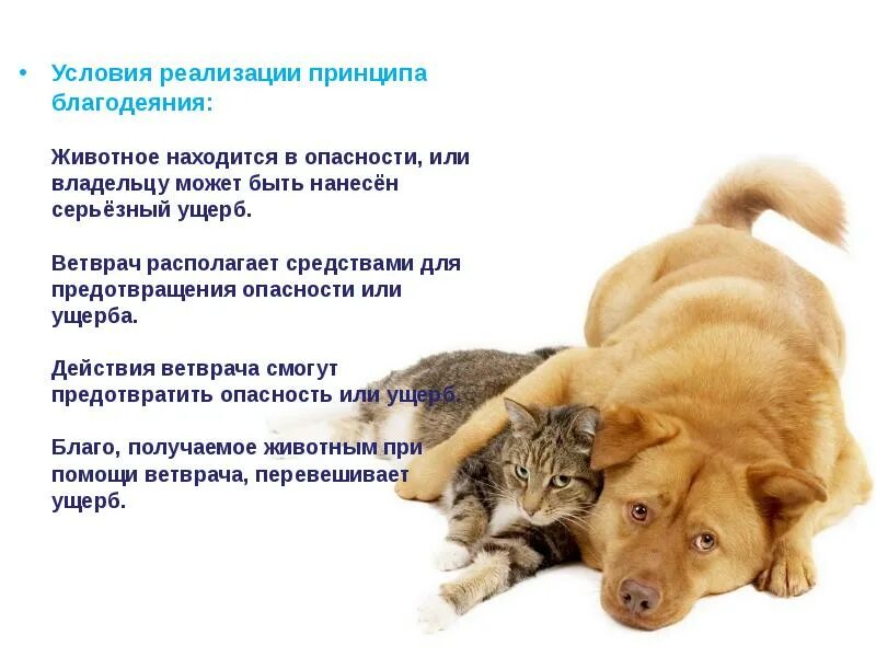Почему животным тепло