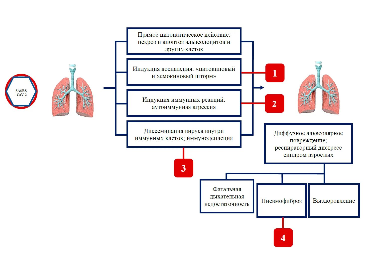 Коронавирусная инфекция патогенез. Патогенез коронавируса Covid 19 схема. Коронавирусная инфекция патогенез схема. Схема патогенеза ковид. Группа патогенности вируса ковида