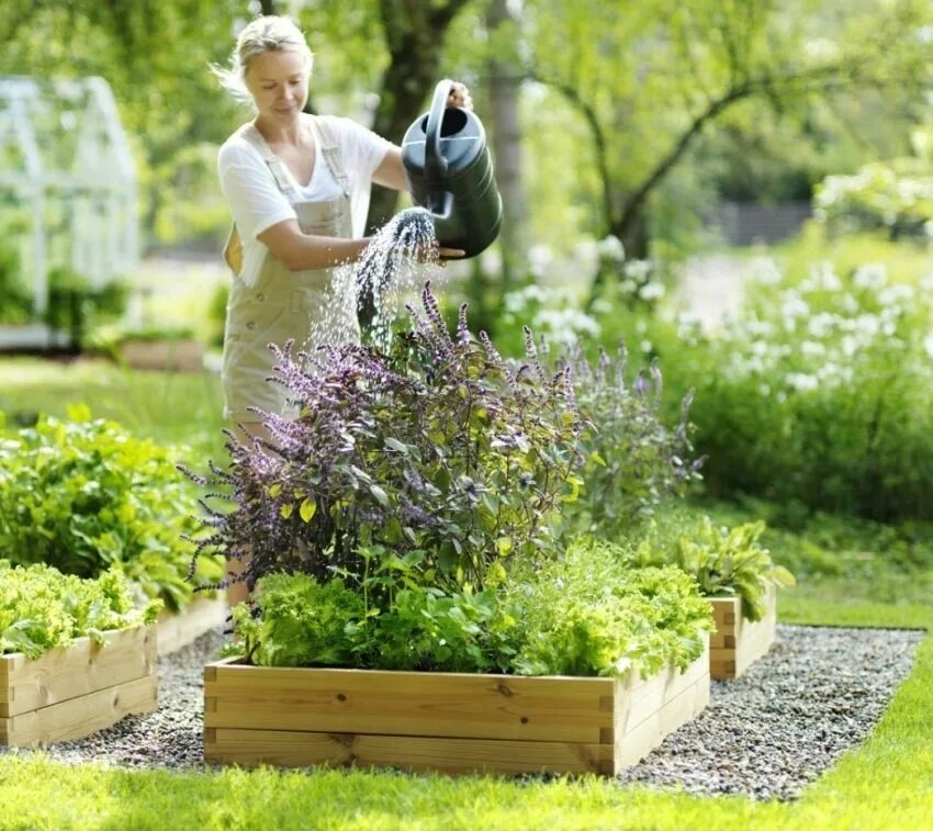 Сад и огород. Дача сад огород. Огород на даче. Огород красивый и ухоженный. The gardener planted some