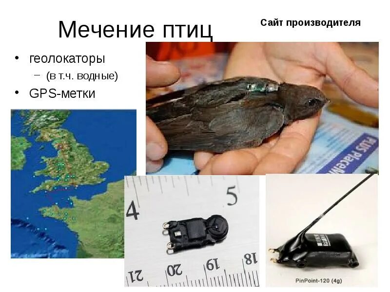 GPS трекер для птиц. GPS метки для птиц. Мечение птиц. Мечение животных.