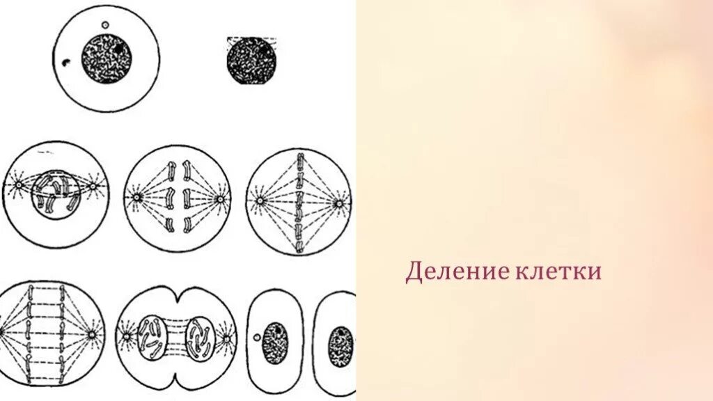 Значение деления клеток в жизни растений. Схема деления клетки 8 класс биология. Рис 26 деление клетки. Деление растительной клетки. Деление ядра клетки.