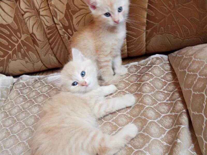 котята в абазе. кошки давлеканово. котята в омске. котята стерлитамак. невская маскарадная кошка отдам в хорошие руки волгоград.