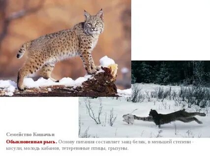 Рысь занесена в красную книгу или нет