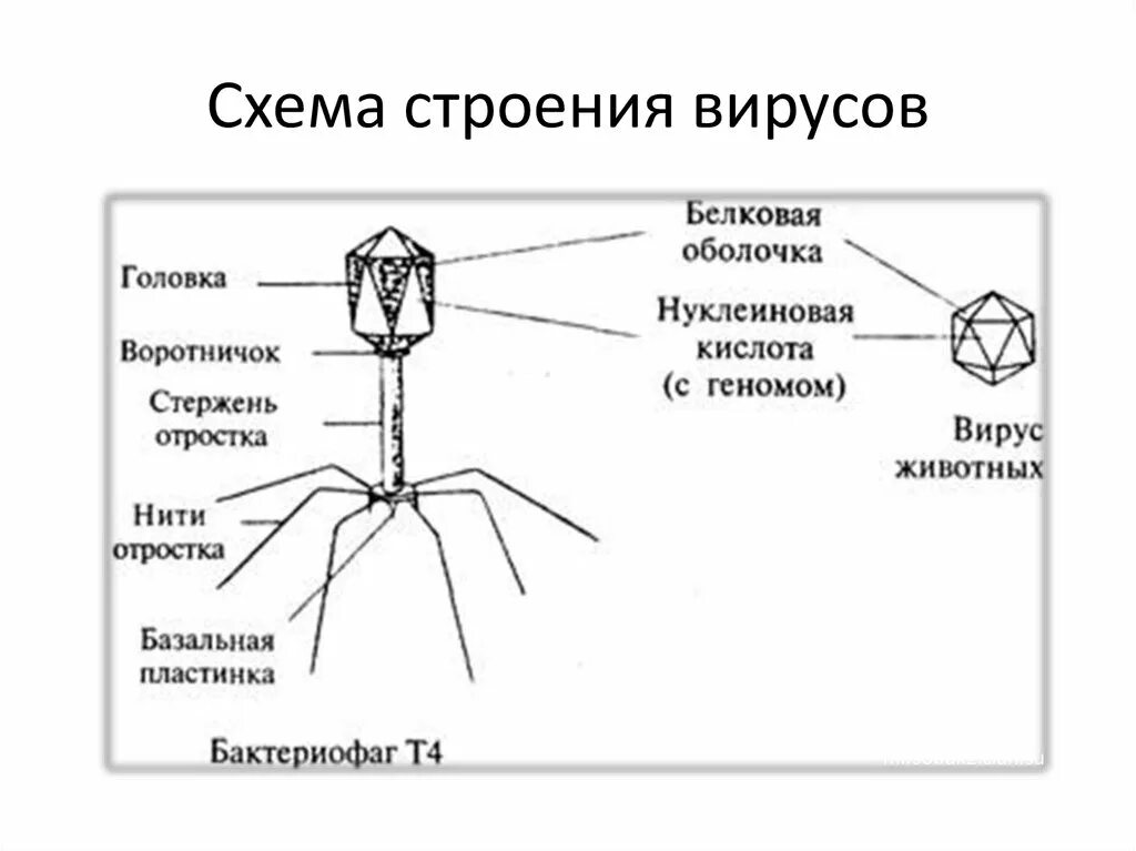 4 строение вирусов. Структура вируса схема. Бактериофаг т4 строение. Строение бактериофага микробиология. Схема вируса бактериофага.