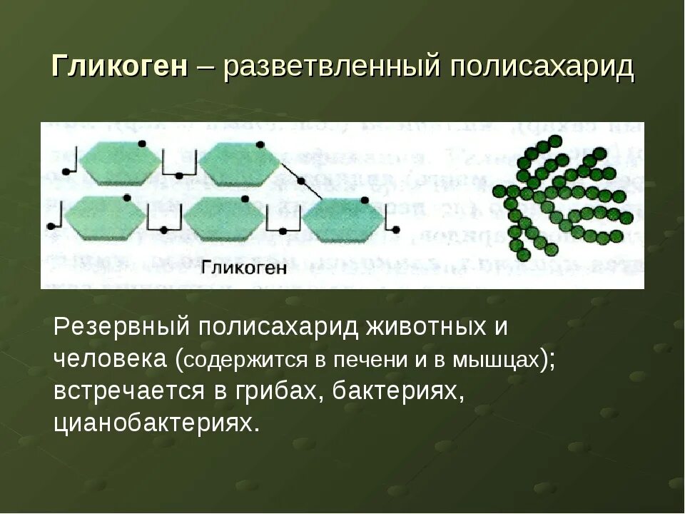 В каких структурах растительной клетки накапливается крахмал. В каких структурах растительной клетки накапливается крахмал