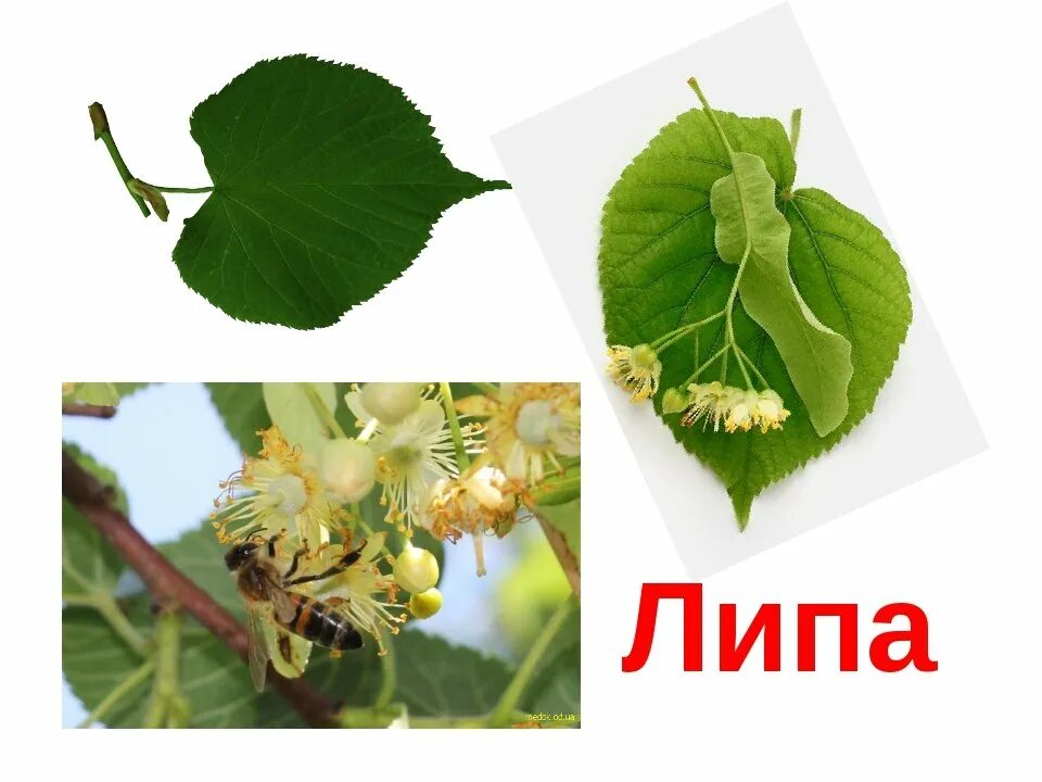 Листья и плоды липы. Фото плодов липы. Плоды липы. Листья и плоды липы. Листья и плоды липы картинки.