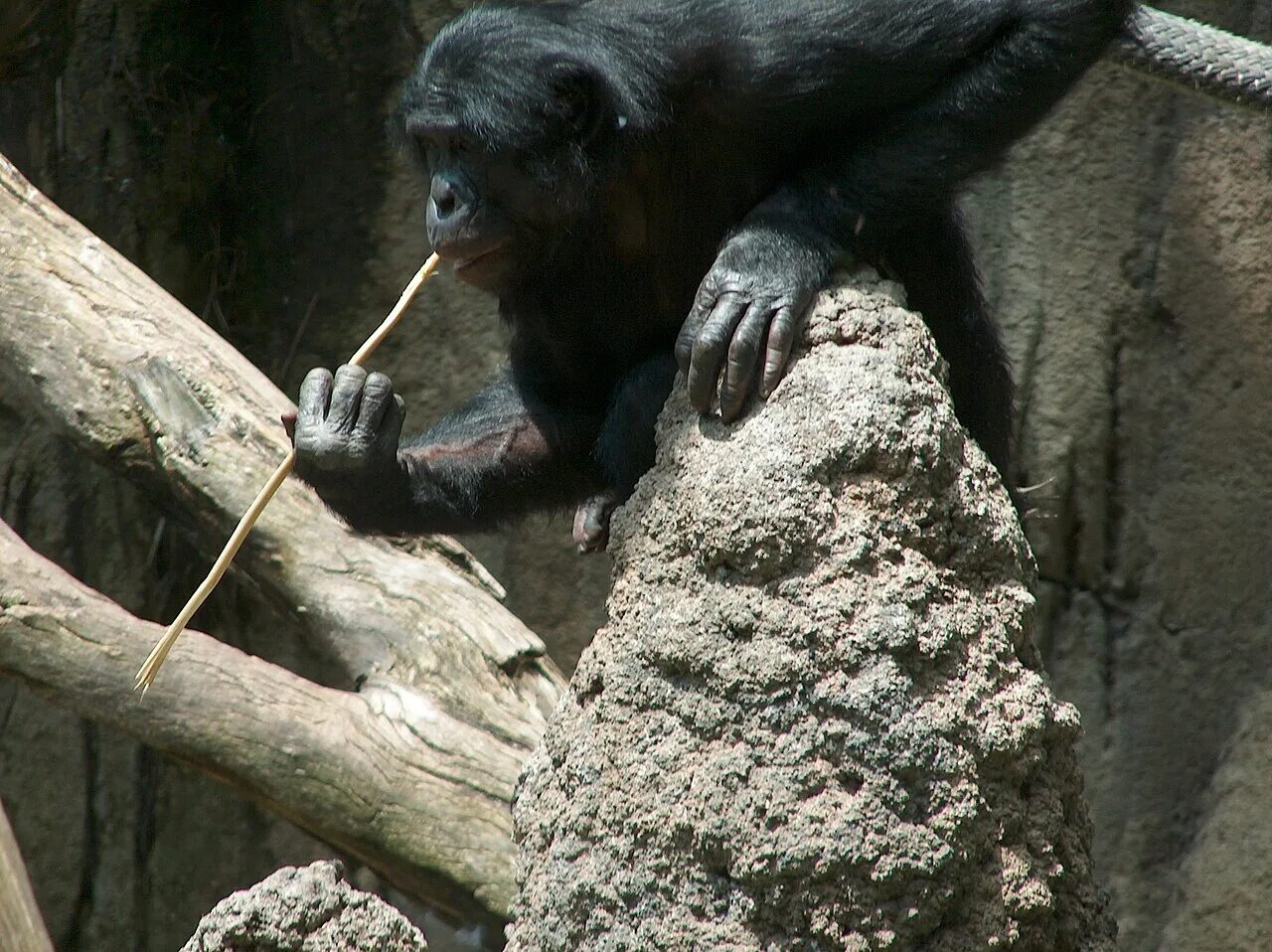 Познание животных. Шимпанзе бонобо. Орудийная деятельность обезьян. Карликовый шимпанзе. Орудийная деятельность шимпанзе.