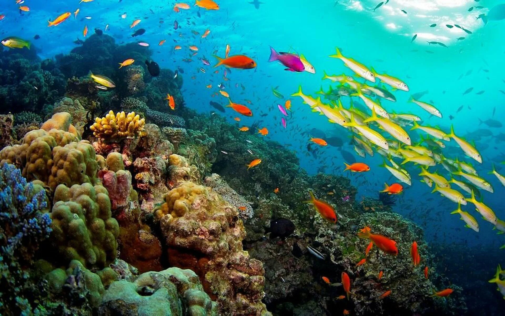 Жизнь в океане сконцентрирована на мелководье. Великий Барьерный риф Австралия. Большой Барьерный риф национальный парк. Коралловые рифы большой Барьерный риф. Большой Барьерный риф Австралия подводный мир.