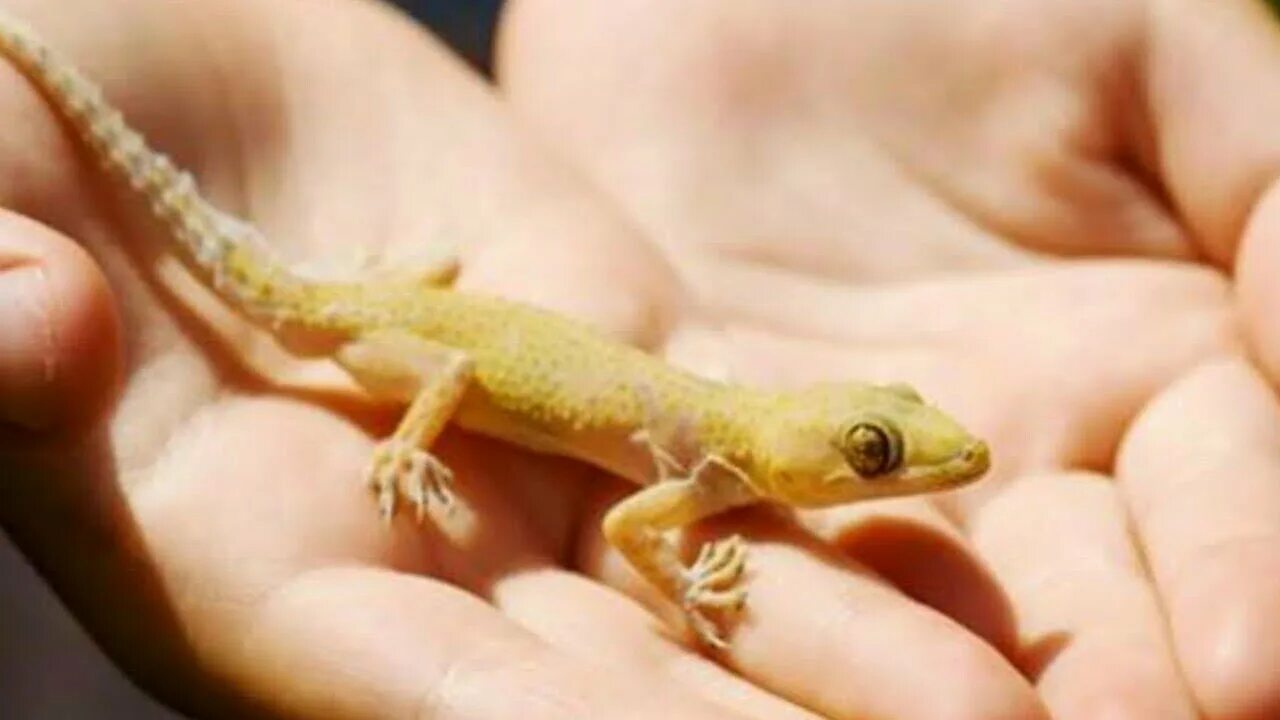 Эублефар пятнистый альбинос(Eublepharis macularius Albino). Фотография из альбом