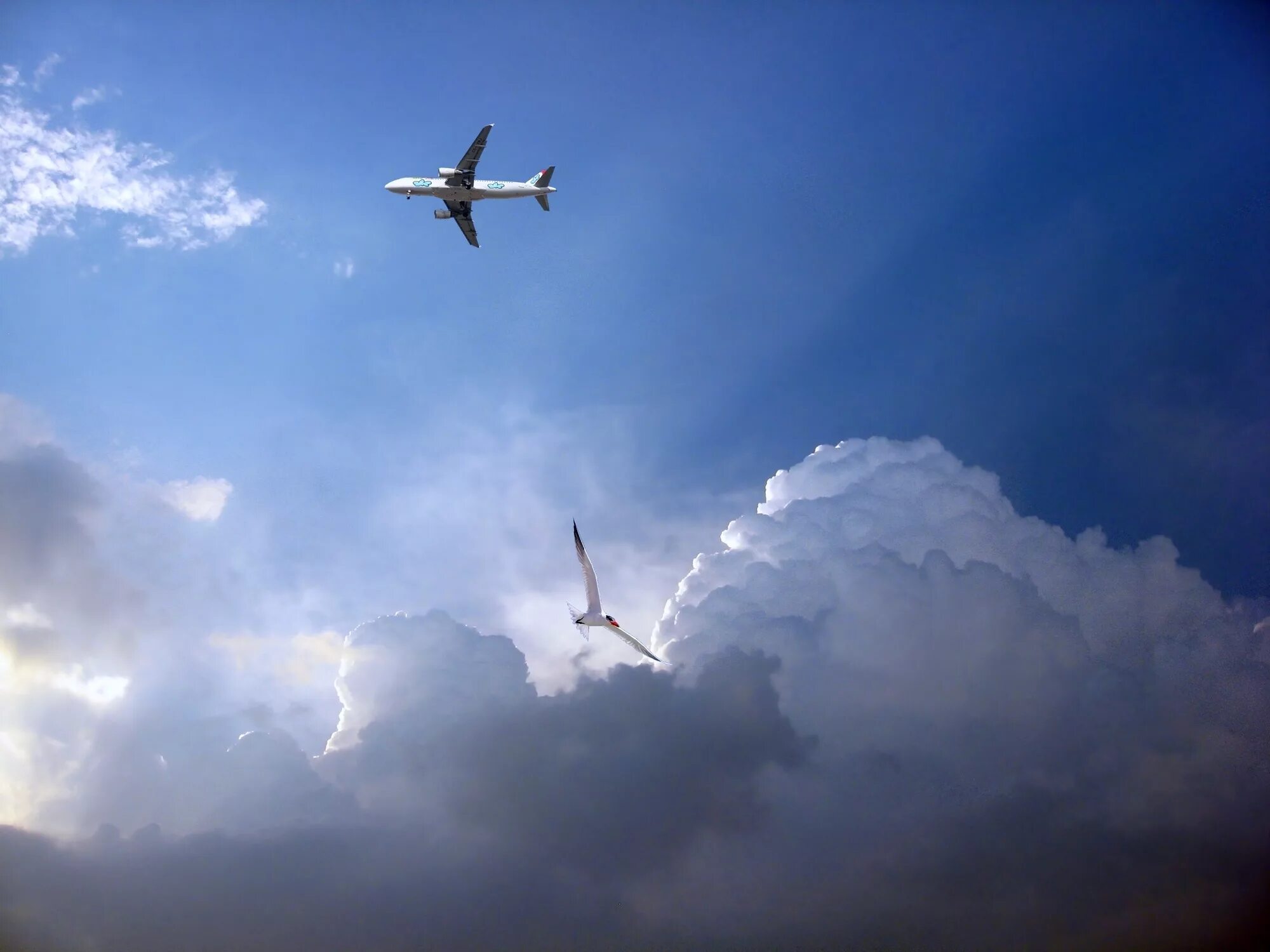 Самолет в небе. Птицы в небе. Самолет в облаках. Небо облака самолет.