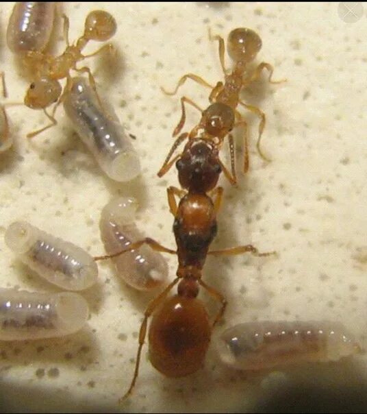 Какое развитие у муравьев. Муравьи Myrmica rubra. Мирмика Рубра. Myrmica rubra матка. Матка муравья мирмика Рубра.