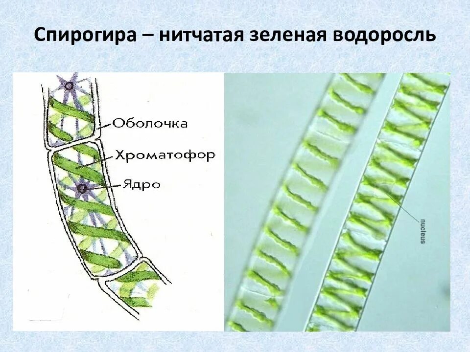Строение клетки спирогиры. Спирогира зеленая нитчатая водоросль. многоклеточные зеленые водоросли спирогира. нитчатые зеленые водоросли строение. строение нитчатой водоросли спирогиры.