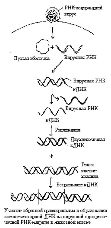 Минус рнк вирусы. Репликация вирусной РНК. Репликация РНК вирусов схема. Репликация ДНК содержащих вирусов. Вирусная ДНК И РНК.