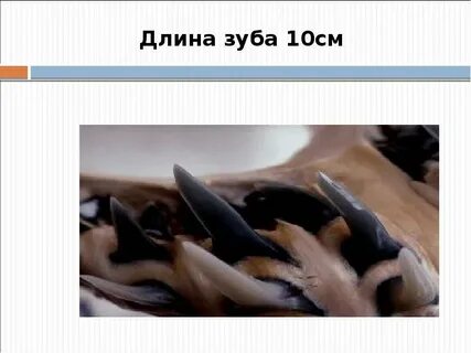 Жабры класс хрящевые рыбы
