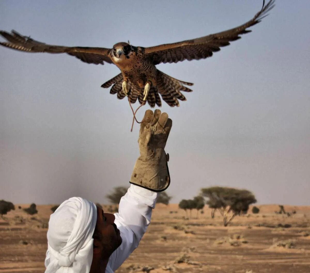 Соколиная охота в ОАЭ. Соколиная охота в Кувейте. United arab Emirates Соколиная охота. Араб с орлом.