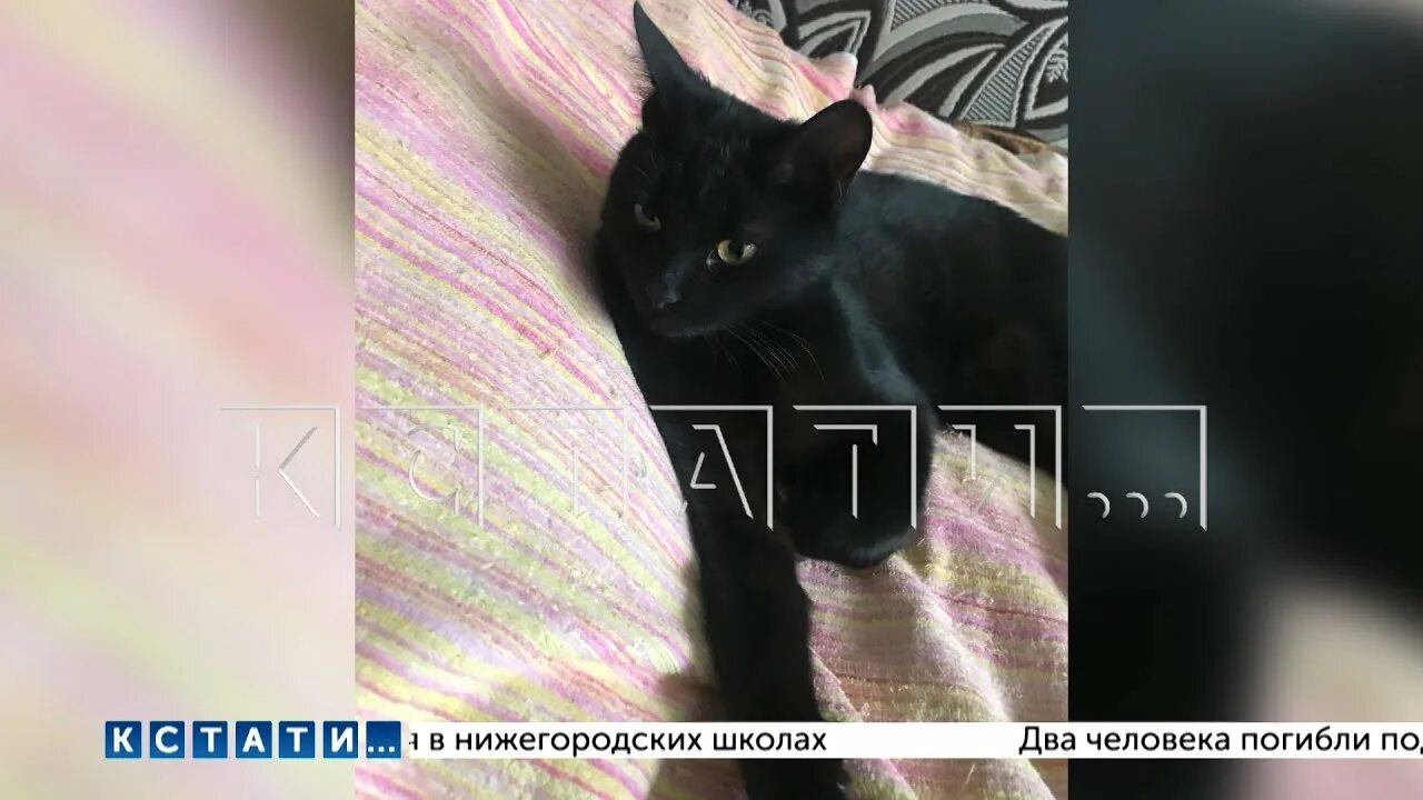 Кошка скинула котят. В челябинске разорвали котенка. Кошка скинула котят. Кошка скинула котят. Кот лезет в коробку.